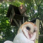 Hello from this barn owl!